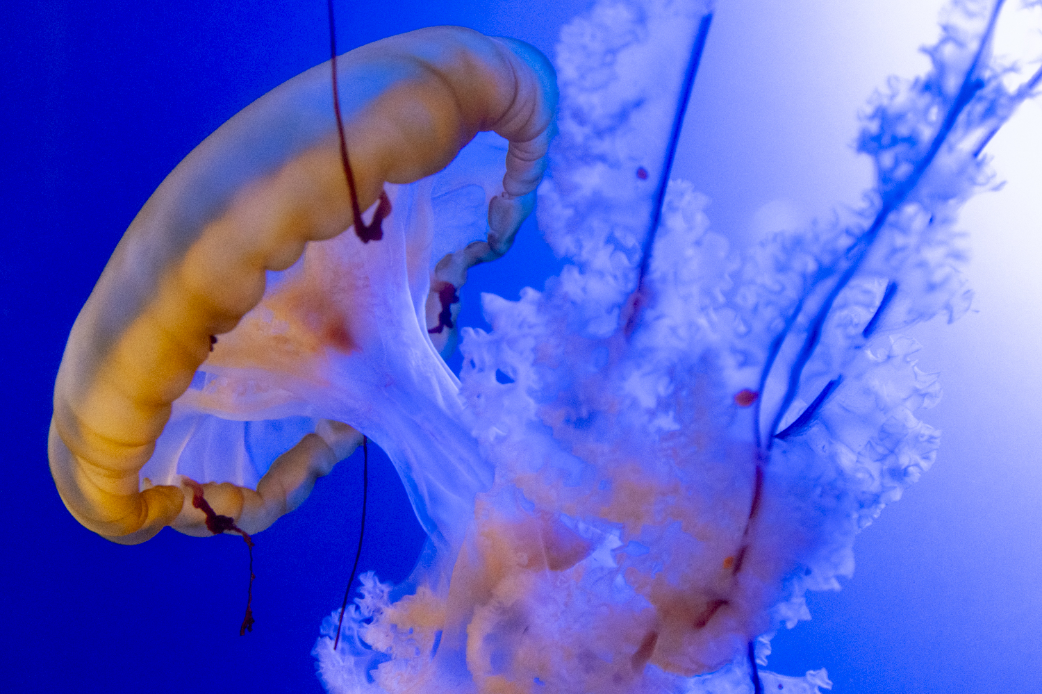 A moon jellyfish drifting through a blue-lit aquarium exhibit at the Texas State Aquarium in Corpus Christi.